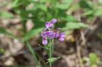 Clasping jewelflower